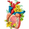 Herz Anatomie Aufkleber II - Floral | Codex Anatomicus Best