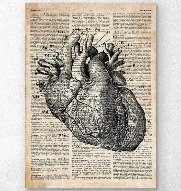 Herz Anatomie I - Altes Wörterbuch | Codex Anatomicus Outlet
