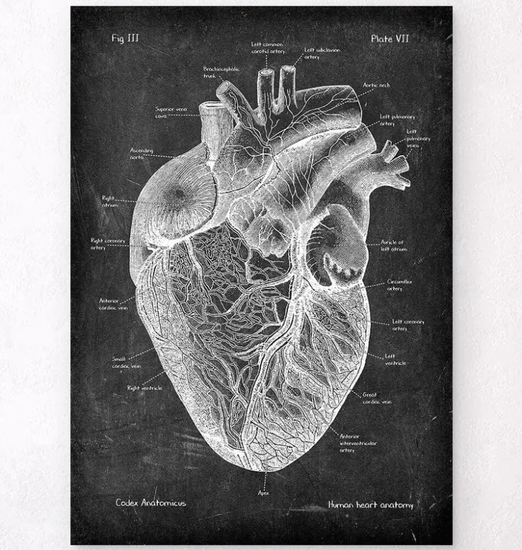 Herz Anatomie I - Chalkboard | Codex Anatomicus Discount