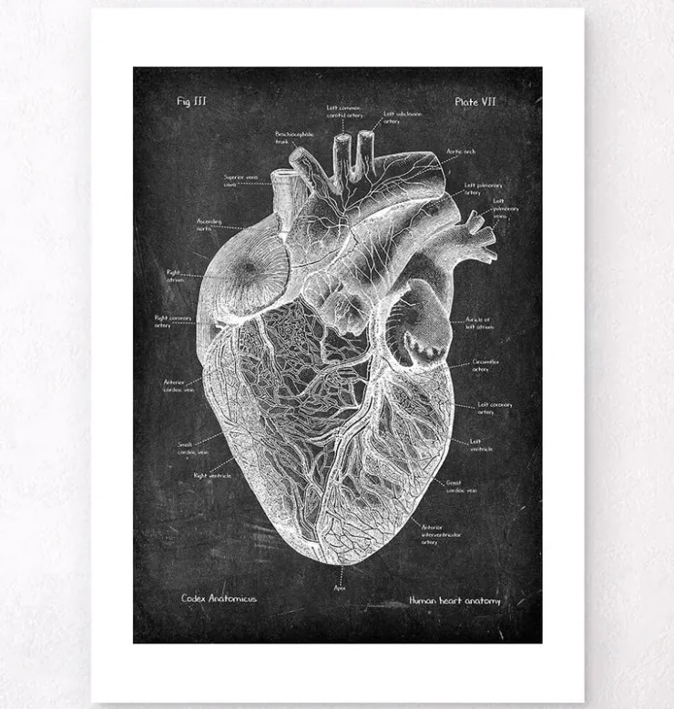 Herz Anatomie I - Chalkboard | Codex Anatomicus Discount