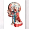 Herz Anatomie I - Geometrisch | Codex Anatomicus Clearance