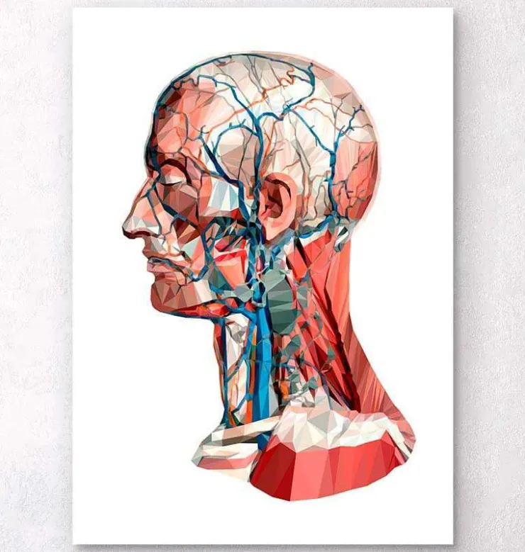 Herz Anatomie I - Geometrisch | Codex Anatomicus Clearance