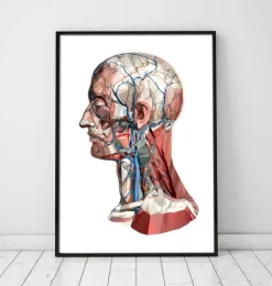 Herz Anatomie I - Geometrisch | Codex Anatomicus Clearance