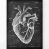 Herz Anatomie II - Chalkboard | Codex Anatomicus Best