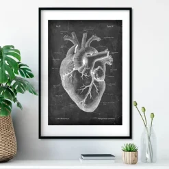 Herz Anatomie II - Chalkboard | Codex Anatomicus Best