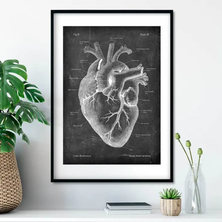 Herz Anatomie II - Chalkboard | Codex Anatomicus Best