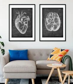 Herz Anatomie II - Chalkboard | Codex Anatomicus Best