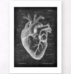 Herz Anatomie II - Chalkboard | Codex Anatomicus Best