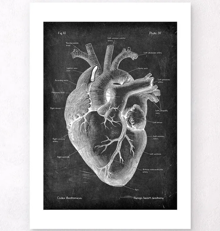 Herz Anatomie II - Chalkboard | Codex Anatomicus Best