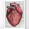 Herz Anatomie II - Wörterbuch | Codex Anatomicus New