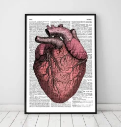 Herz Anatomie II - Wörterbuch | Codex Anatomicus New