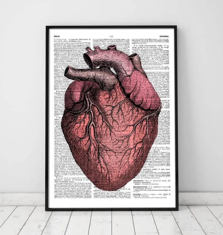 Herz Anatomie II - Wörterbuch | Codex Anatomicus New