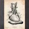 Herz Anatomie III | Codex Anatomicus Fashion