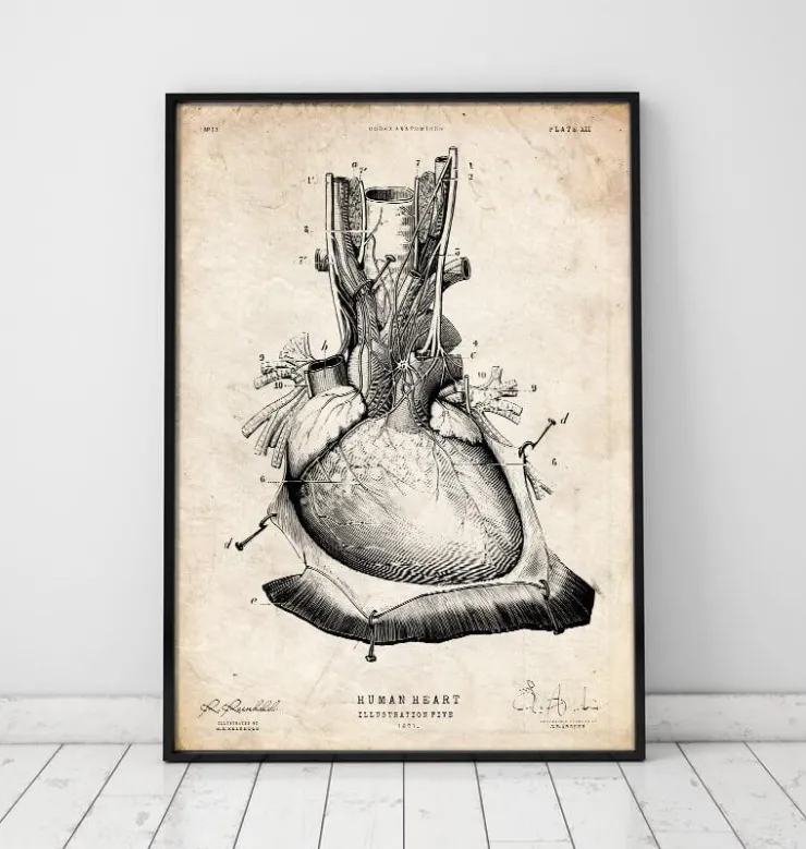 Herz Anatomie III | Codex Anatomicus Fashion