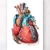 Herz anatomie III - Geometrisch | Codex Anatomicus Online