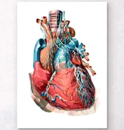 Herz anatomie III - Geometrisch | Codex Anatomicus Online