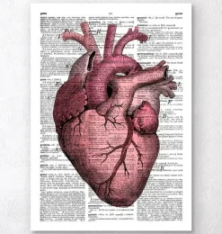 Herz Anatomie III - Wörterbuch | Codex Anatomicus New