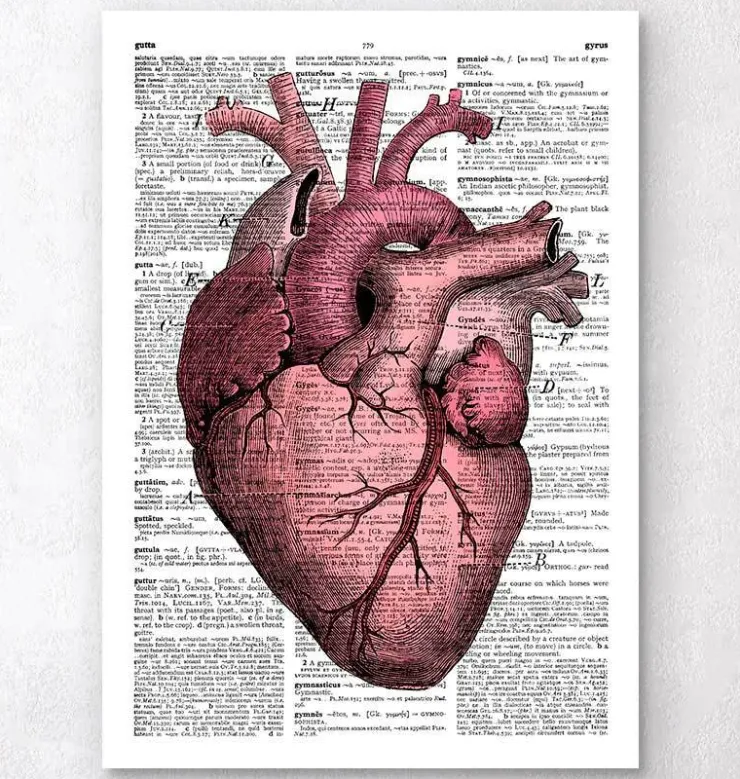 Herz Anatomie III - Wörterbuch | Codex Anatomicus New