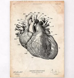 Herz Anatomie IV | Codex Anatomicus Sale