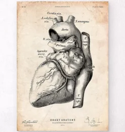 Herz Anatomie Kunst | Codex Anatomicus Hot