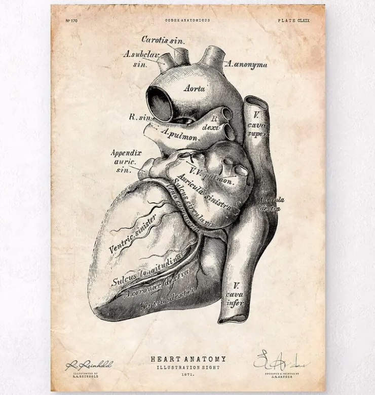 Herz Anatomie Kunst | Codex Anatomicus Hot