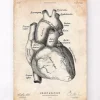 Herz Anatomie Kunst II | Codex Anatomicus Outlet