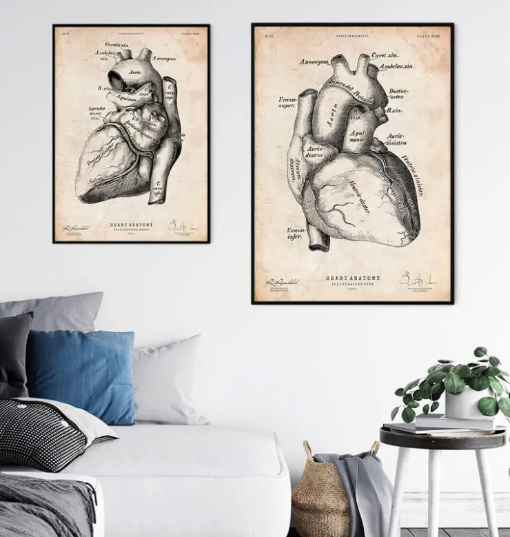 Herz Anatomie Kunst II | Codex Anatomicus Outlet