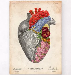 Herz Anatomie mit Blumen - Altes Papier | Codex Anatomicus Sale