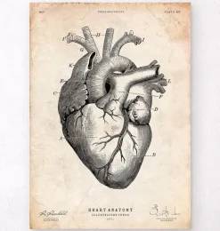 Herz Anatomie V | Codex Anatomicus Hot