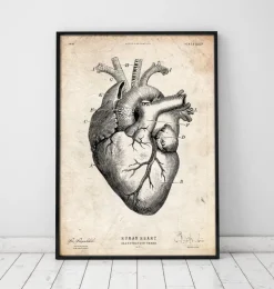 Herz Anatomie V | Codex Anatomicus Hot