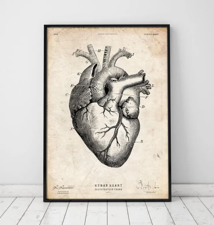 Herz Anatomie V | Codex Anatomicus Hot