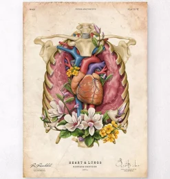Herz, Lunge und Brustkorb - Floral - Altes Papier | Codex Anatomicus Fashion