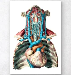 Herz und Arterien - Geometrisch | Codex Anatomicus Best