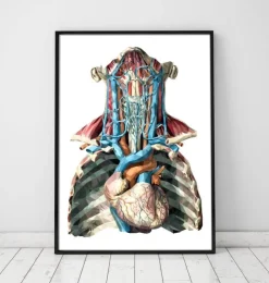 Herz und Arterien - Geometrisch | Codex Anatomicus Best