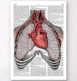 Herz und Lunge Anatomie - Wörterbuch | Codex Anatomicus Hot