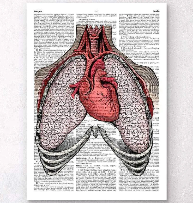 Herz und Lunge Anatomie - Wörterbuch | Codex Anatomicus Hot