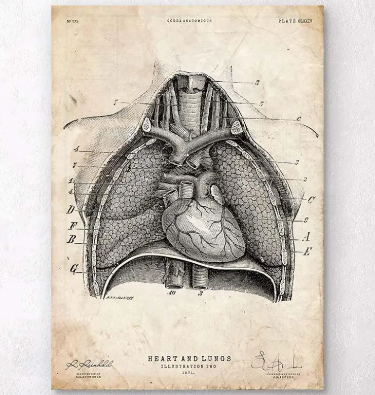 Herz und Lunge Anatomie Kunst II | Codex Anatomicus New