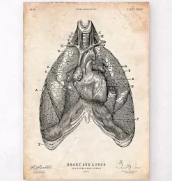 Herz und Lunge Anatomie Kunst III | Codex Anatomicus Best
