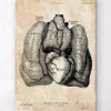 Herz und Lunge Anatomie Kunst IV | Codex Anatomicus Hot