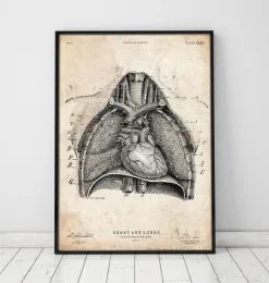 Herz und Lunge Anatomie Kunst II | Codex Anatomicus New