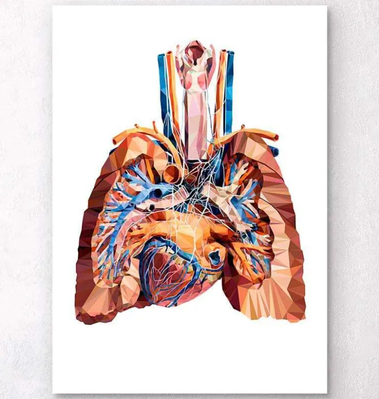 Herz und Lungen Anatomie III | Codex Anatomicus Discount