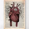 Herzanatomie II - Altes Wörterbuch | Codex Anatomicus Online