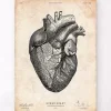Herzanatomiedruck VII | Codex Anatomicus Best