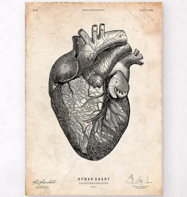 Herzanatomiedruck VII | Codex Anatomicus Best