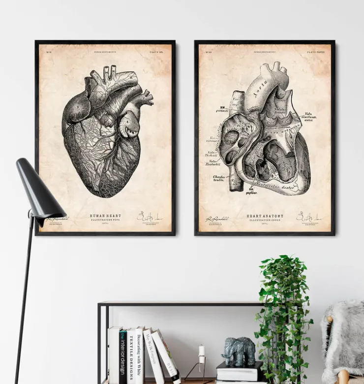 Herzanatomiedruck VII | Codex Anatomicus Best