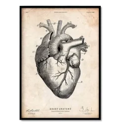 Herzanatomiemix - 5er Set | Codex Anatomicus Best