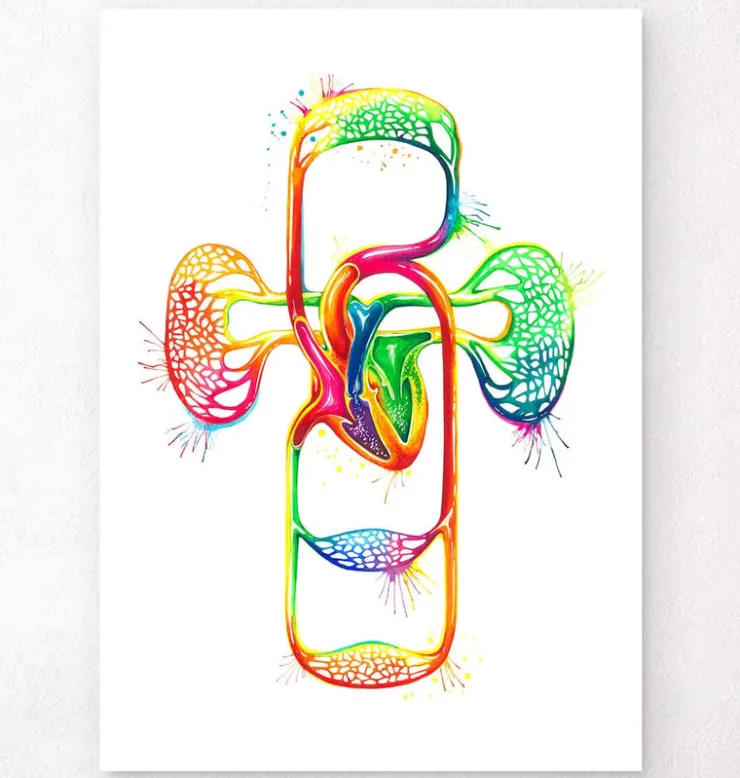 Herz-Kreislauf-System - Aquarell | Codex Anatomicus New