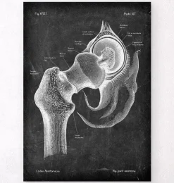 Hüftgelenk Anatomie - Chalkboard | Codex Anatomicus Discount