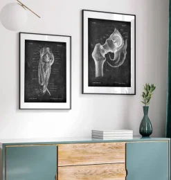 Hüftgelenk Anatomie - Chalkboard | Codex Anatomicus Discount