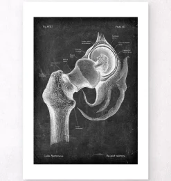 Hüftgelenk Anatomie - Chalkboard | Codex Anatomicus Discount